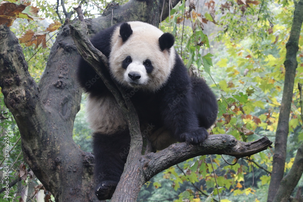 Obraz premium Playful Female Panda name, Yuan Run, China