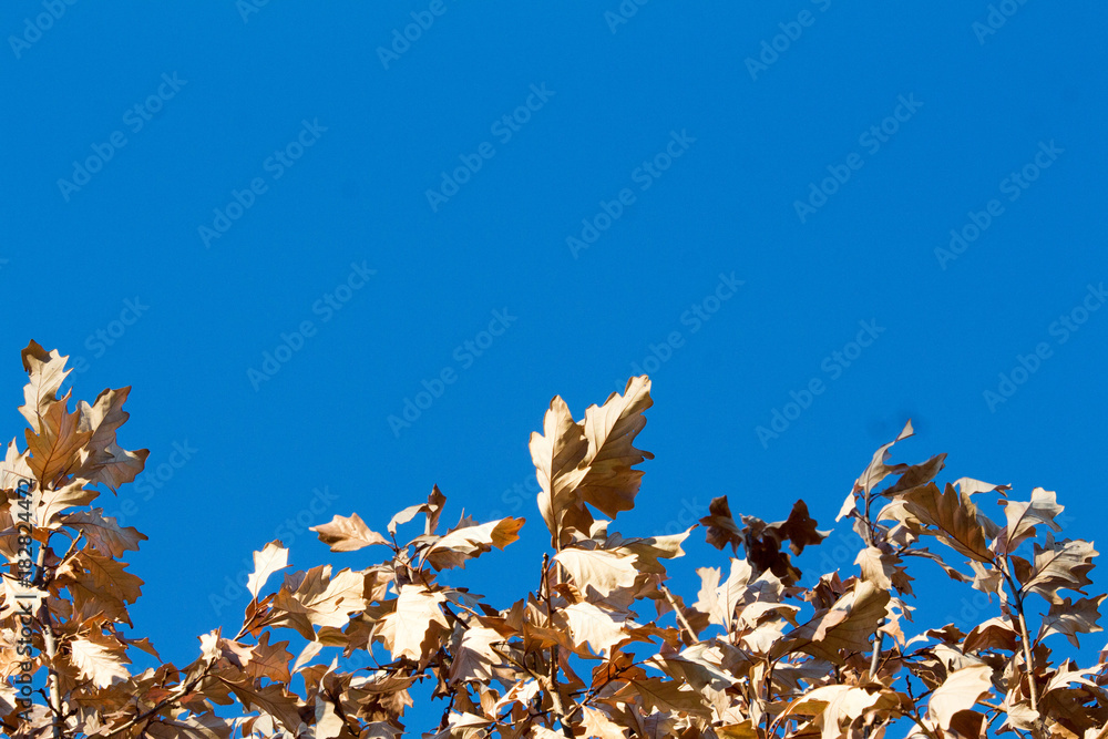 Brown Autumn Leaves and a Blue Sky 2 Brown Autumn Leaves and a Blue Sky 2