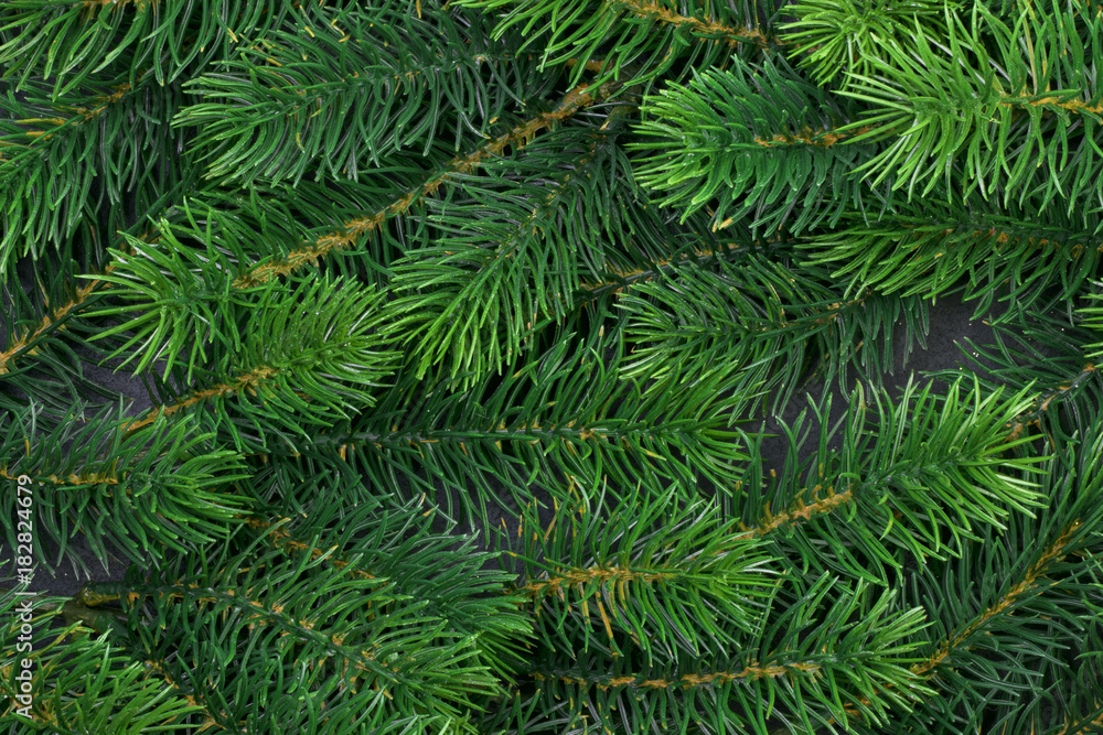 texture furry tree branches texture furry tree branches