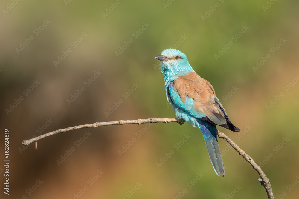 European Roller isolated