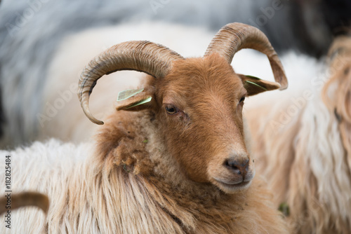 Heidschnucke sheep with a beautiful face and a dreamy look.