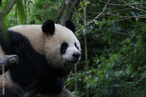 Fototapeta Naklejka Na Ścianę i Meble -  Beautiful Female Giant Panda Name Yuan Run, China