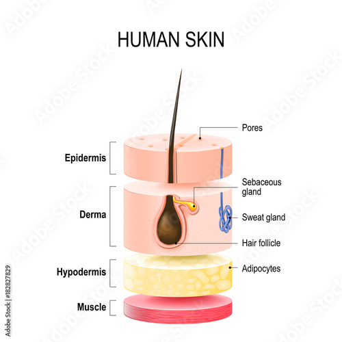 Layers Of Human Skin. photo