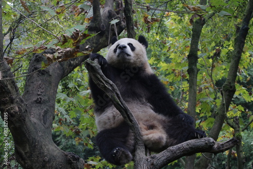 Fototapeta Naklejka Na Ścianę i Meble -  Beautiful Female Giant Panda name Yuan Run, China