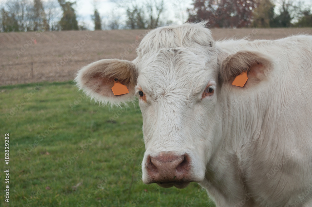 portrait de vache blanche dans une prairie portrait de vache blanche dans une prairie