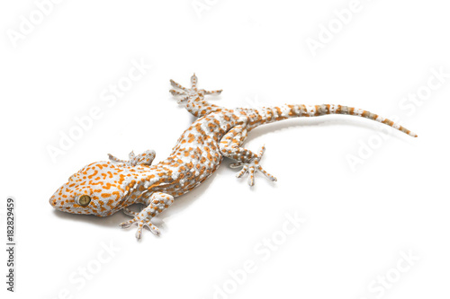 gecko isolated on white background