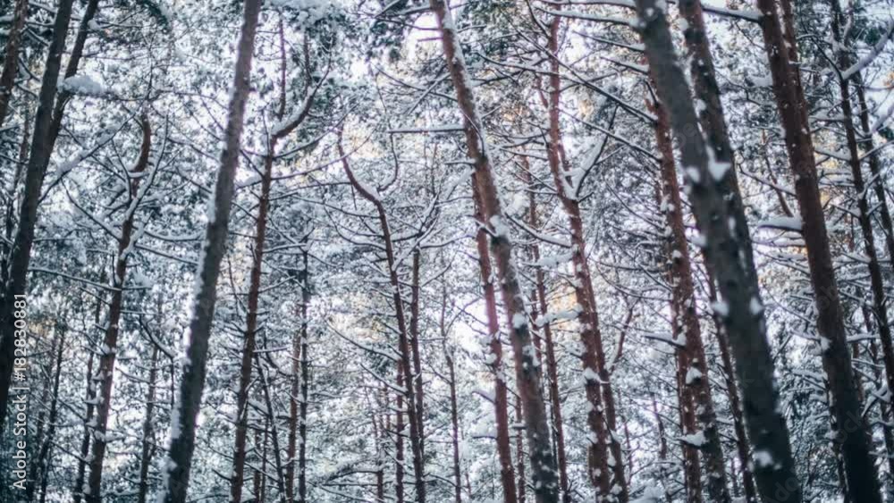 Winter snow forest with red sunny lights in the trees X-mass time Winter snow forest with red sunny lights in the trees X-mass time