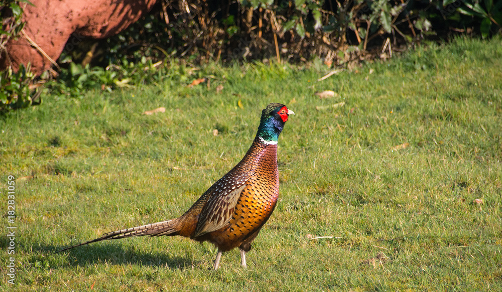 custom made wallpaper toronto digitalMale Pheasant in Garden
