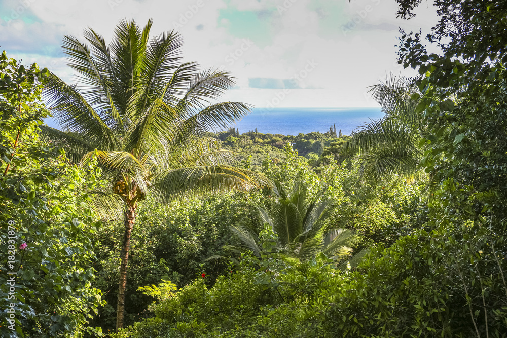 Fototapeta premium View over rain forest and sea landscape on Maui, Hawaii
