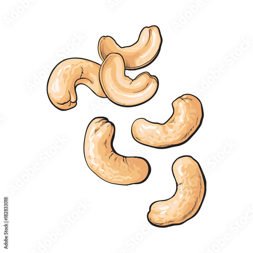Whole and peeled cashew nuts, vector illustration isolated on white background. Drawing of cashew nuts on white background, delicious healthy vegan snack