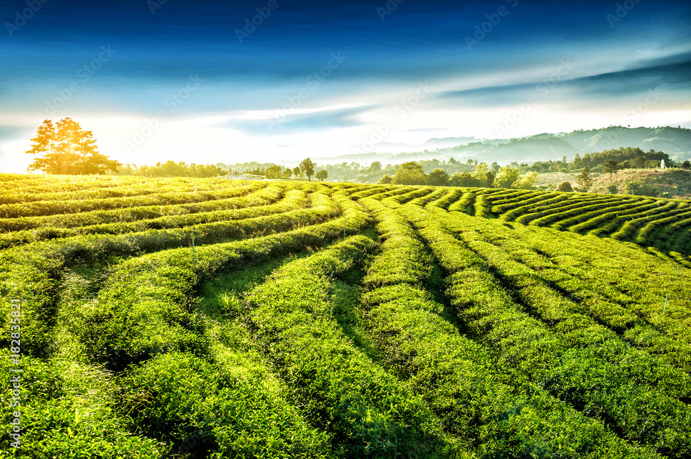 Beautiful landscape view of choui fong tea plantation in the evening with sunset at Maejan , tourist attraction at Chiangrai province in thailand