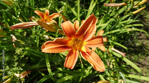 Flowering of Orange Lilies in the Garden on a background of green leaves