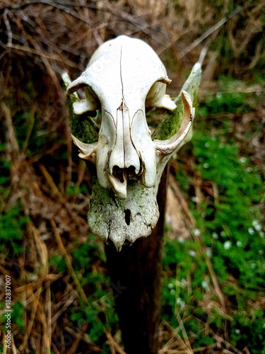 Skull © Benedikt