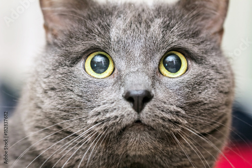 Close-up portrait of gray cat