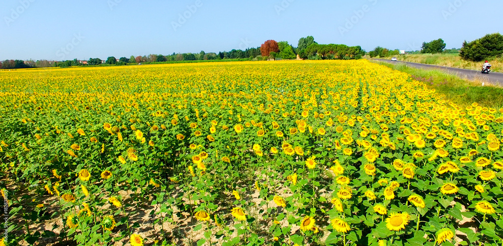 Obraz premium Aerial view of sunflowers meadow in summer season