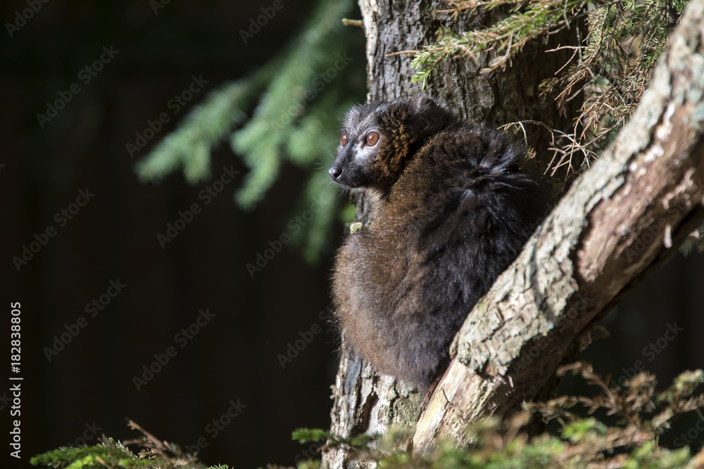 Obraz premium Red-Bellied lemur