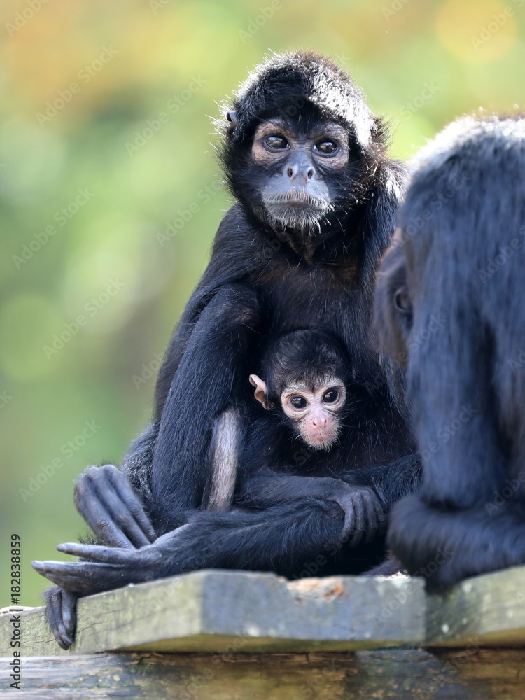 Obraz premium Spider monkey mother with baby