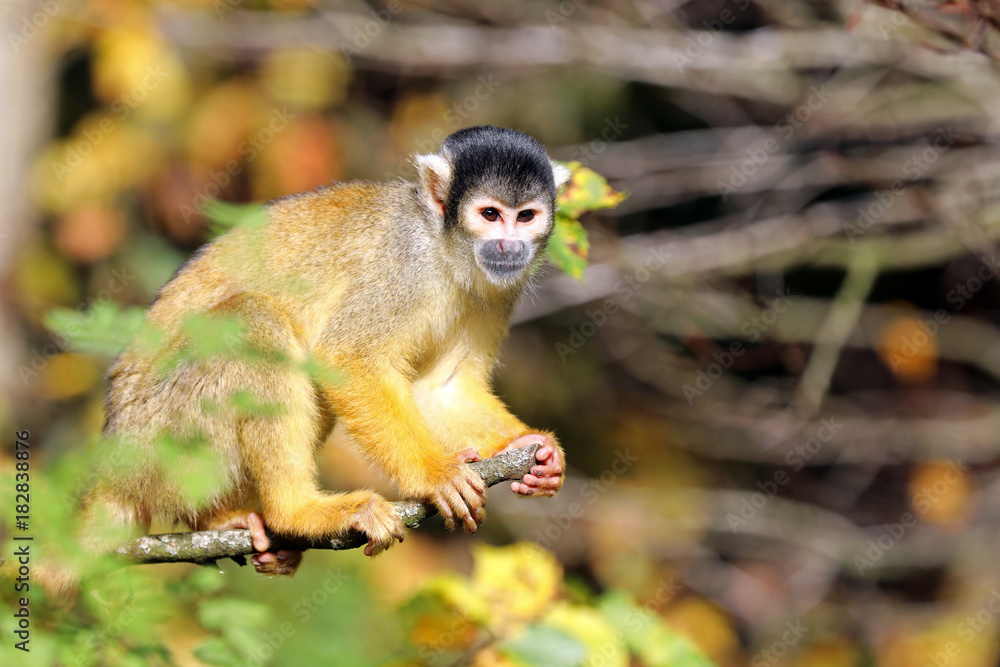 Obraz premium Squirrel monkey with autumn colored background
