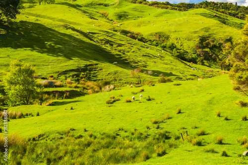 Hills of the New Zealand