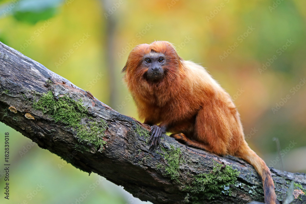 Fototapeta premium Golden lion tamarin