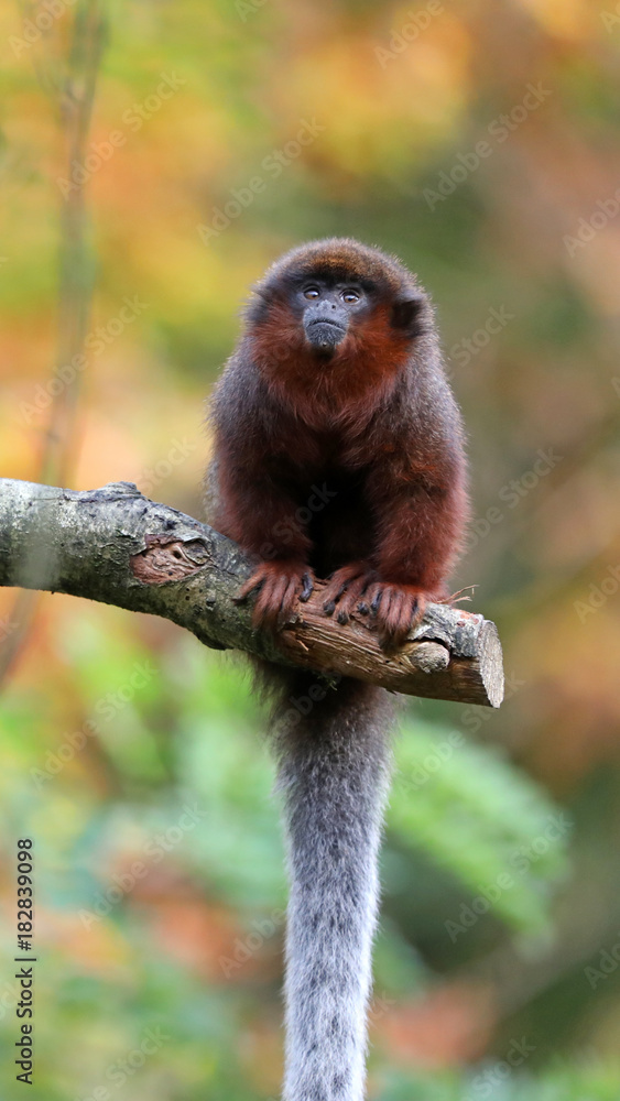 Obraz premium Red titi portrait