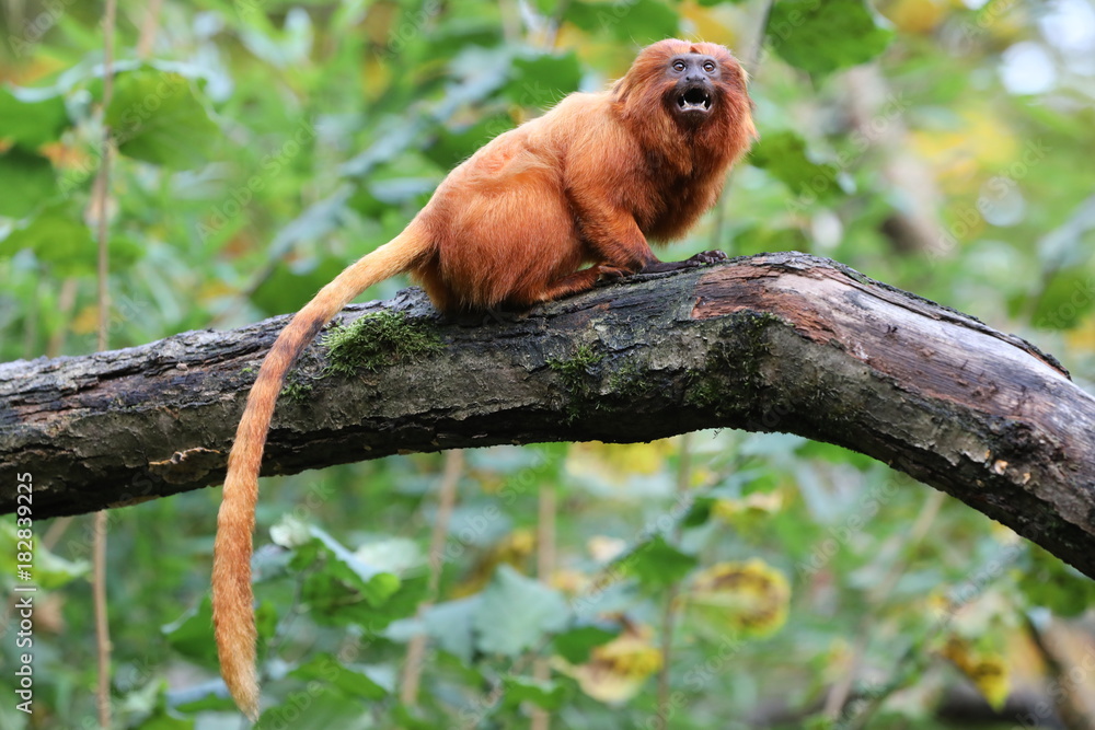 Naklejka premium Golden lion tamarin