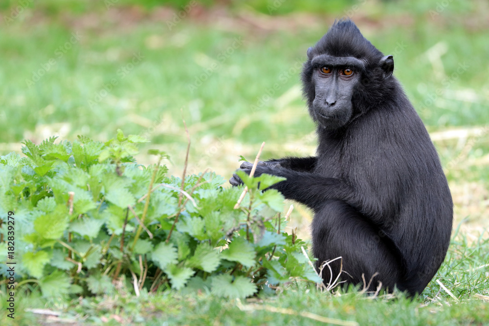 Obraz premium Crested macaque