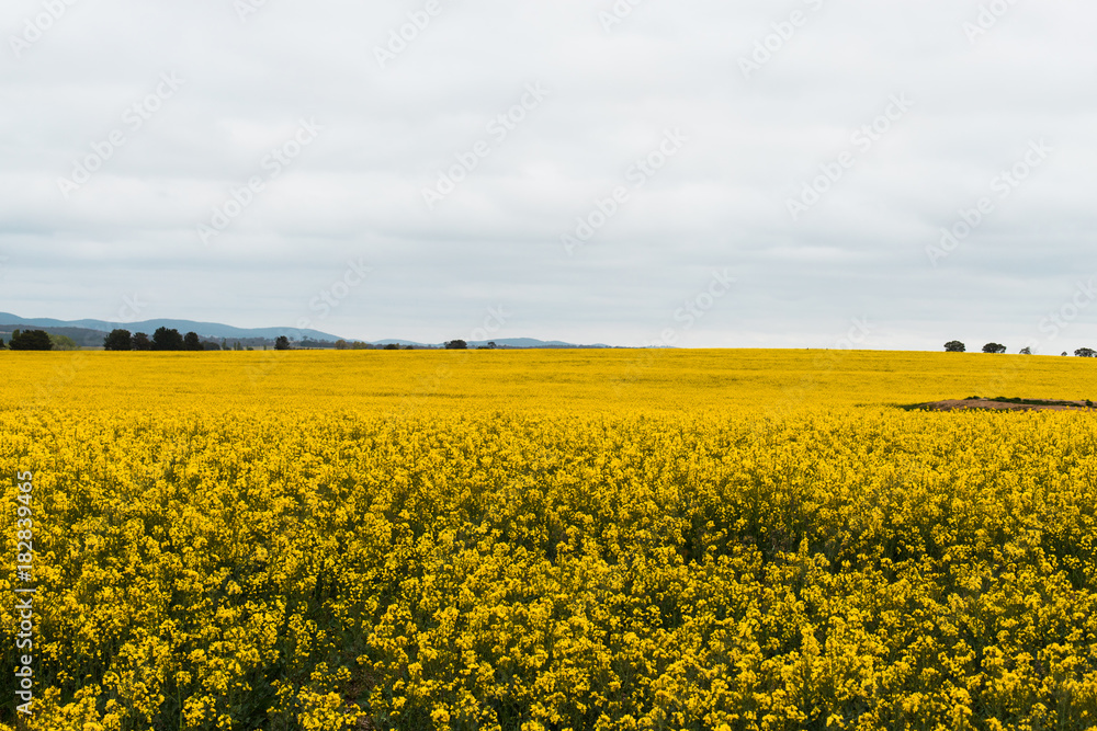 Fototapeta premium Canola field blooming in yellow.