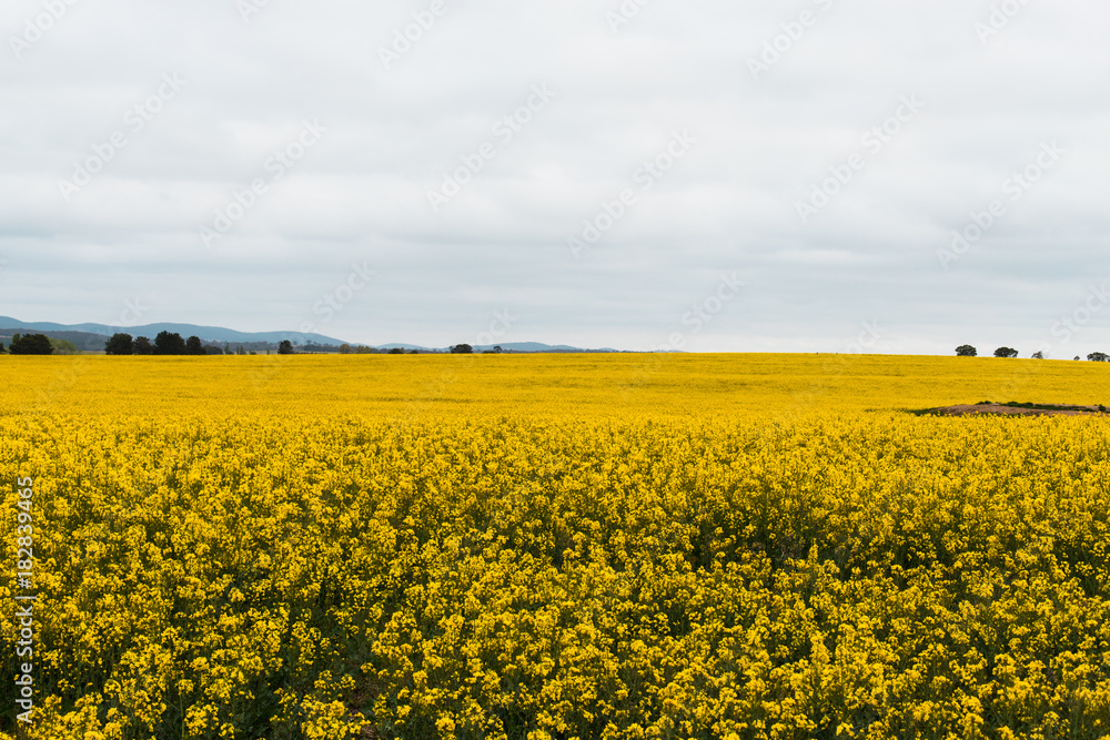 Canola field blooming in yellow.