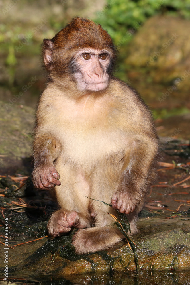 Fototapeta premium Barbary macaque