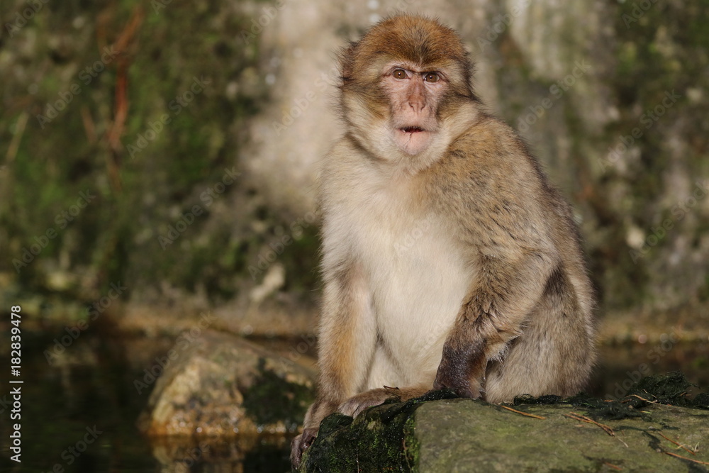 Fototapeta premium Barbary macaque