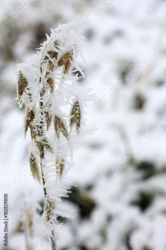 Frozen oat plant covered with ice crystals