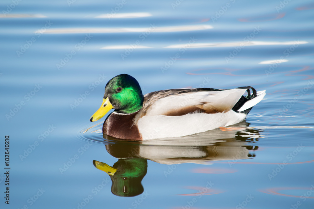 Obraz premium a beautiful duck swimming alone in a pond in Marbella, Spain 