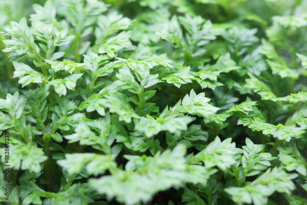 close up of asian spikemoss plant texture as background. close up of asian spikemoss plant texture as background.