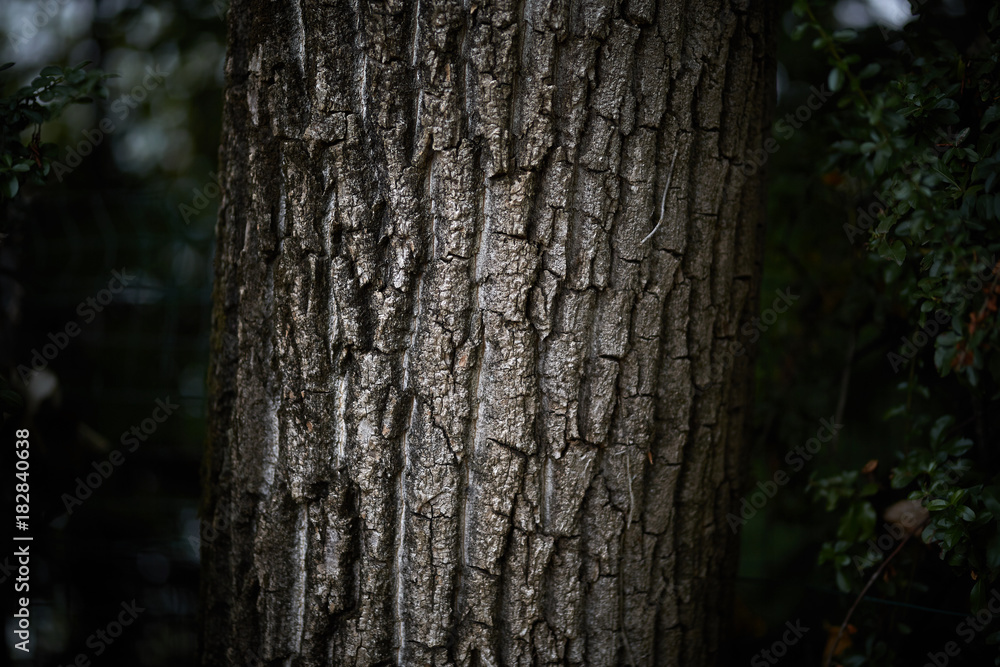 Obraz premium wood bark