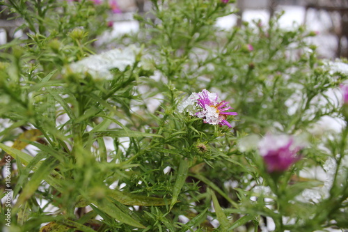 Pink flowers asters in the snow.