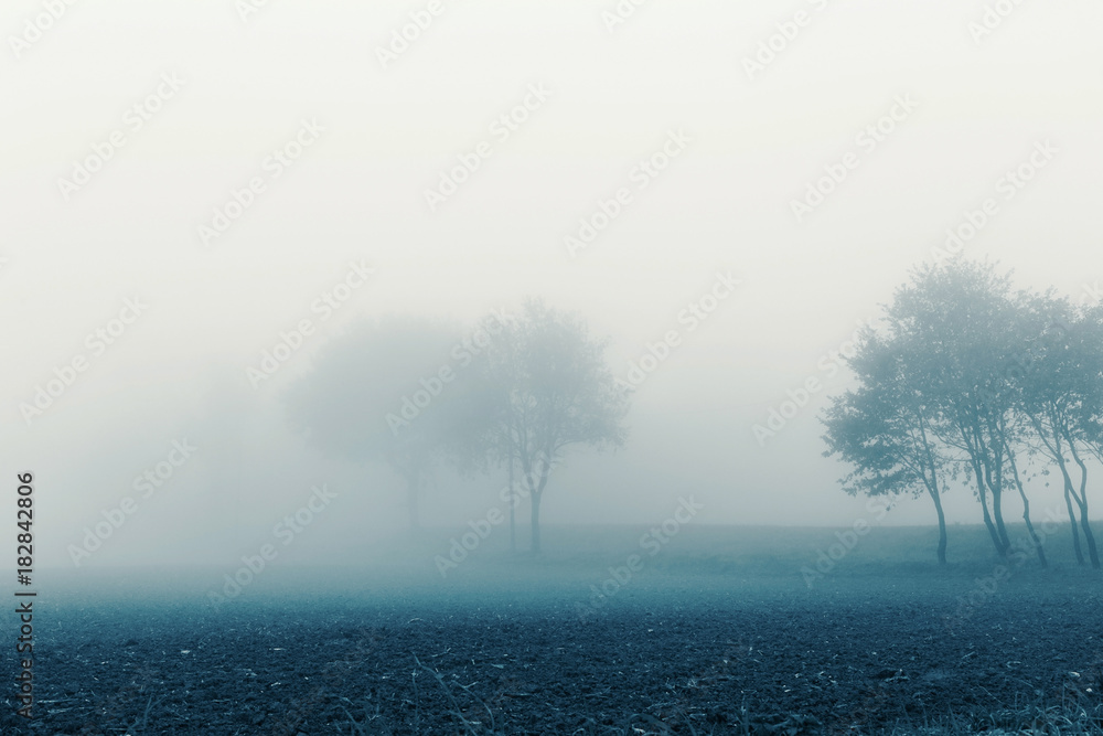 Natural landscape in autumn, trees and fields in the fog
