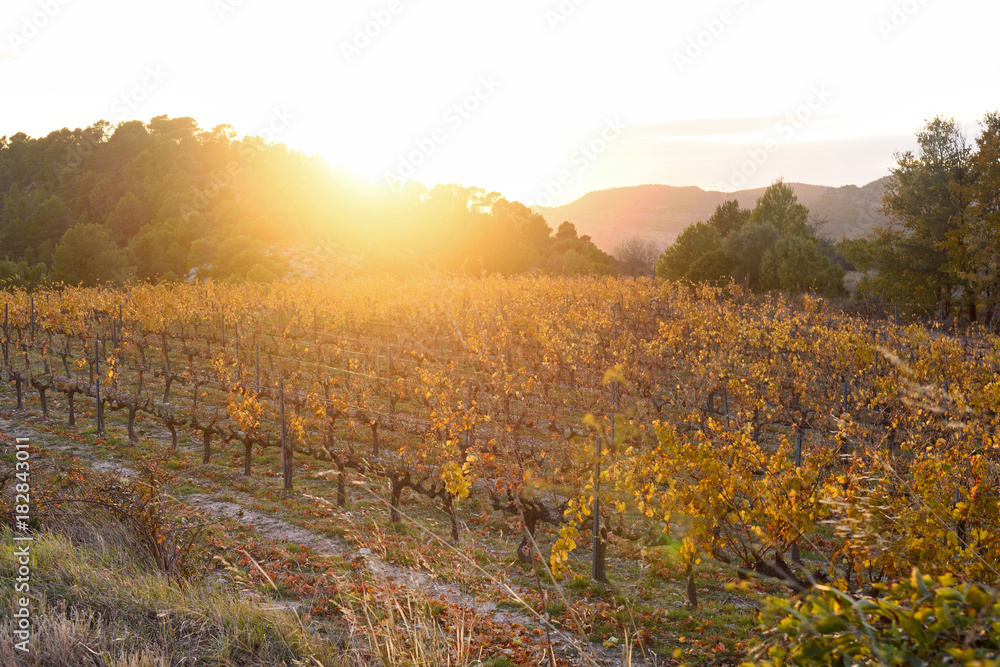 Fototapeta premium Sunset in the vineyards of the Priorat near de village of Morera de Montsant, Tarragona province, Catalonia, Spain