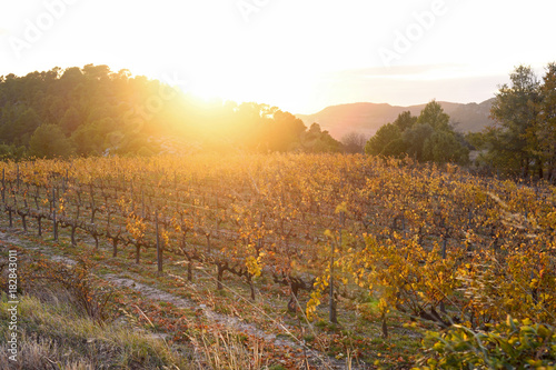 Sunset in the vineyards of the Priorat near de village of Morera de Montsant  Tarragona province  Catalonia  Spain