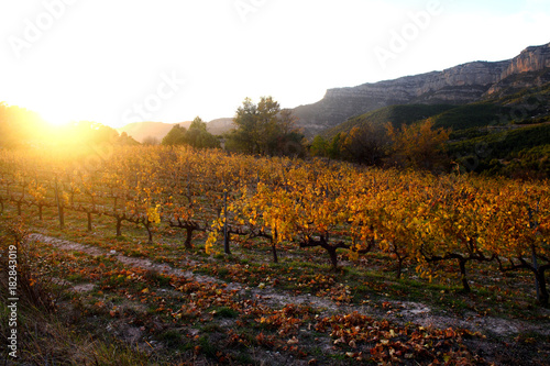 Sunset in the vineyards of the Priorat near de village of Morera de Montsant, Tarragona province, Catalonia, Spain photo