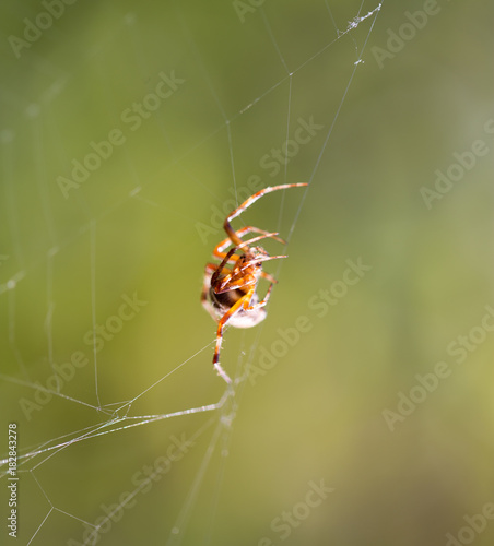 Spider in nature. close photo