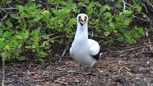 Nazca Booby on Genovesa Island, Galapagos National Park, Ecuador