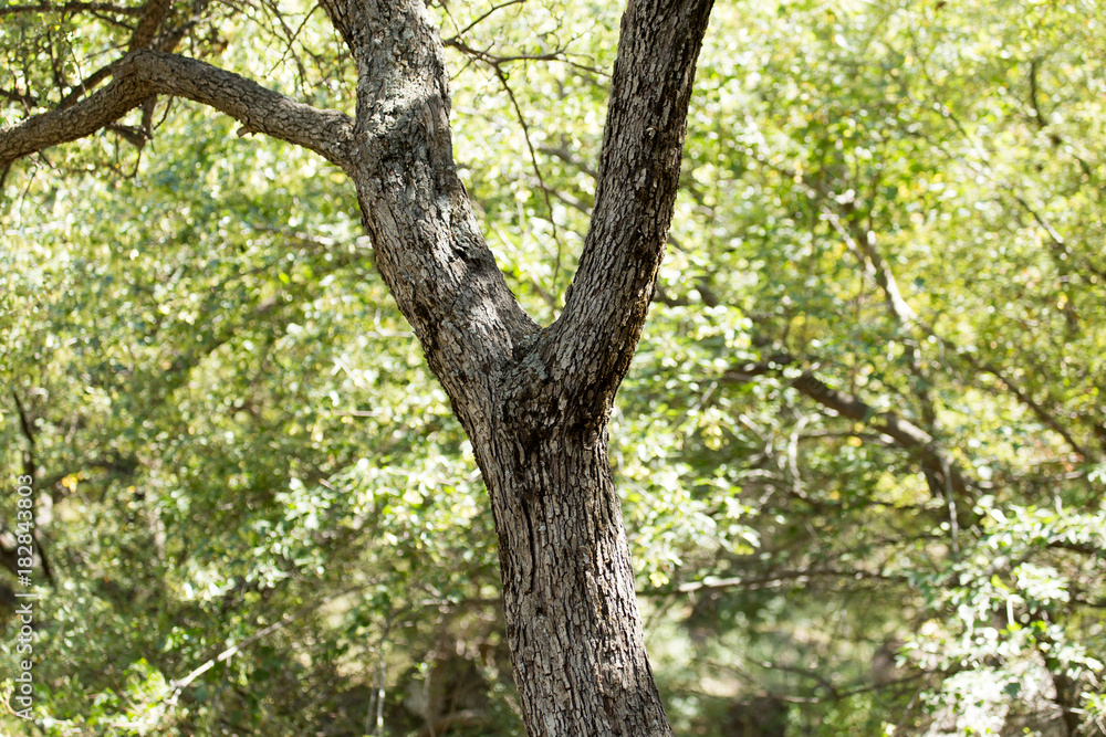 tree trunk in the forest tree trunk in the forest