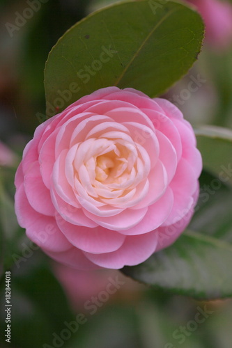 Fototapeta Naklejka Na Ścianę i Meble -  たくさんの花びらがあるピンクの椿