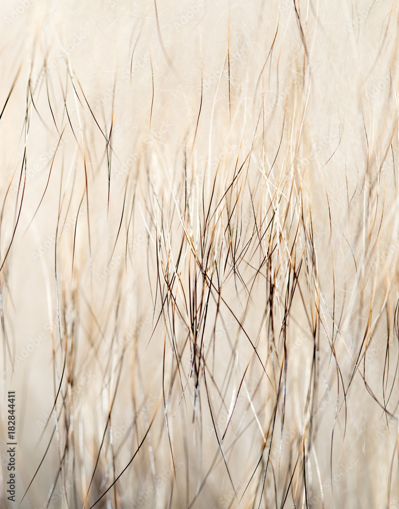 Fototapeta premium background made of natural fur