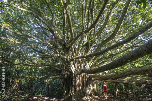 Huge tree in the jungle of Maui island, Hawaii photo