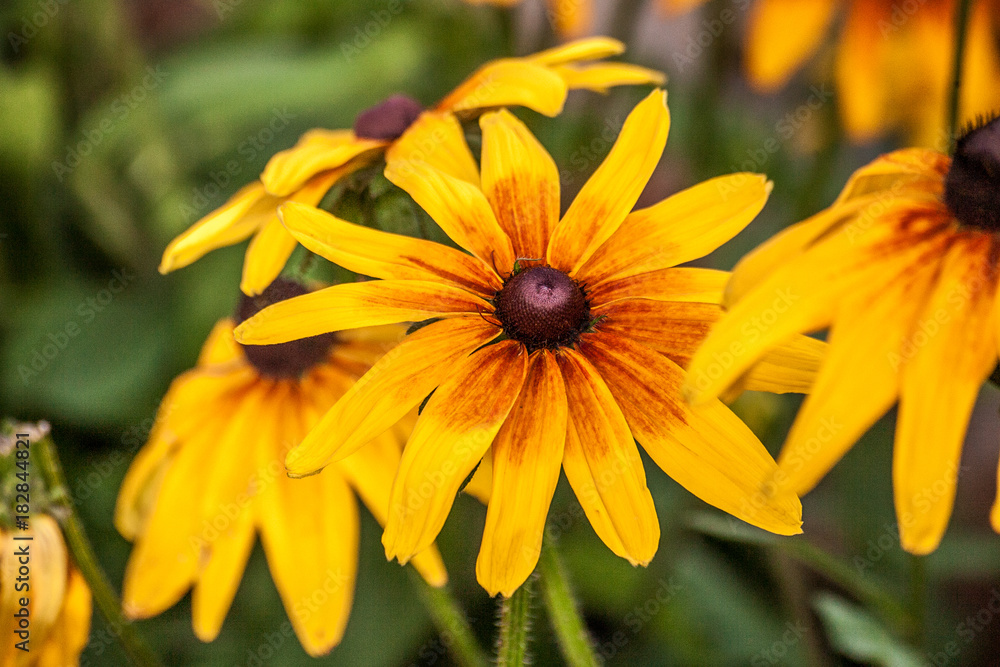 Rudbeckia Hirta
