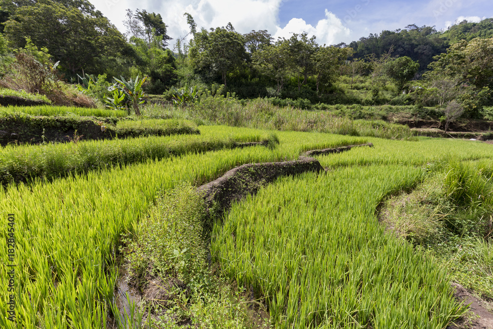 Terraced wet rice fields near the Kolo Rongo hot spring near the Kelimutu National Park in Indonesia.