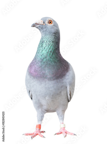 full body of speed racing pigeon bird isolated white background photo