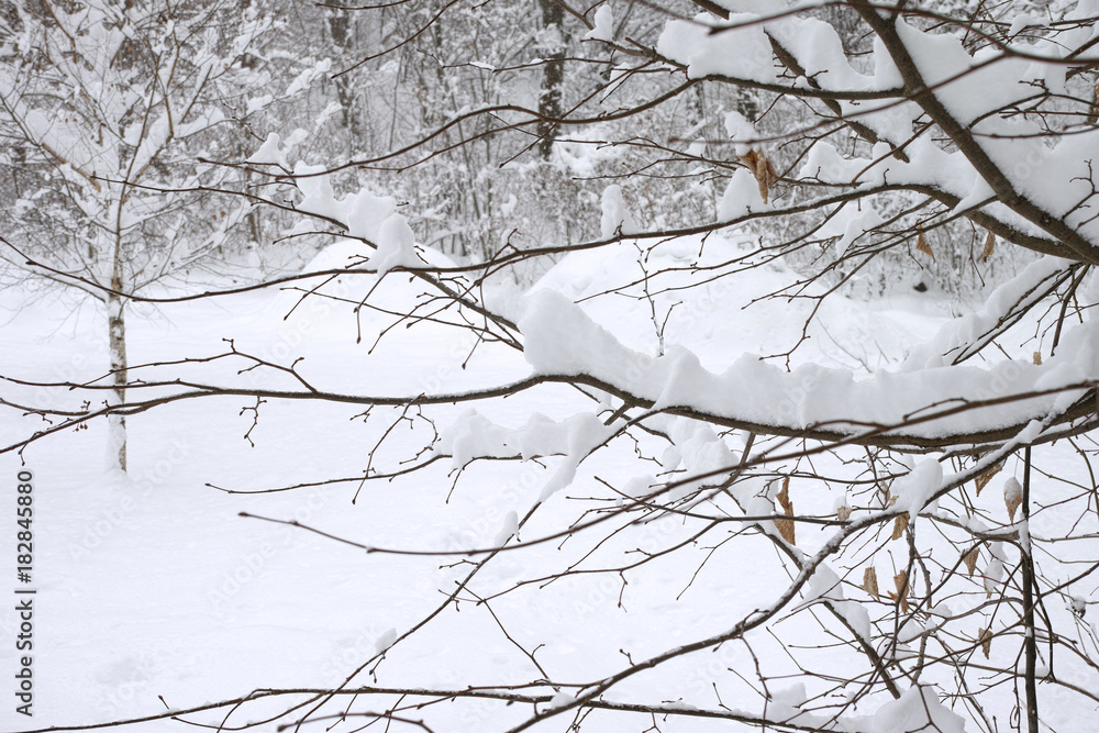 Obraz premium Winter in the city park